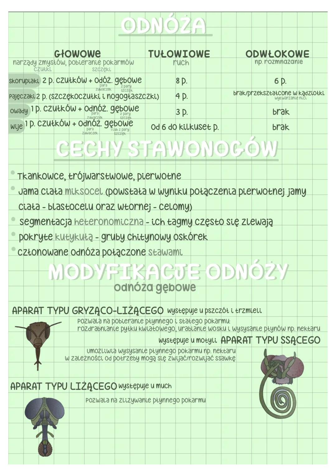 --- OCR Start ---
galąż zewnętrzna
głowa
tutów
3 pary odnóży gębowych
biodro
szczypce-f. chwytna człon podstawowy
gałąż wewnętrzna
odnóza kr