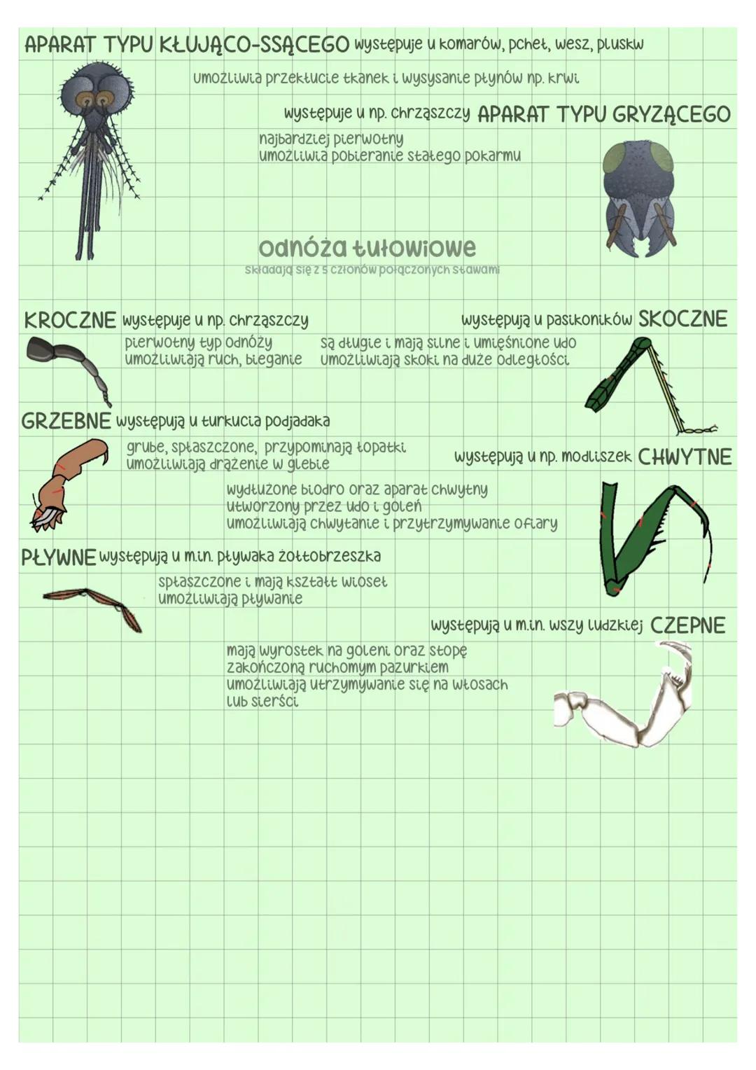 --- OCR Start ---
galąż zewnętrzna
głowa
tutów
3 pary odnóży gębowych
biodro
szczypce-f. chwytna człon podstawowy
gałąż wewnętrzna
odnóza kr