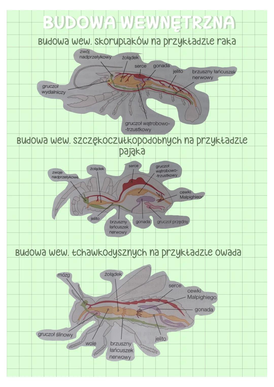 --- OCR Start ---
galąż zewnętrzna
głowa
tutów
3 pary odnóży gębowych
biodro
szczypce-f. chwytna człon podstawowy
gałąż wewnętrzna
odnóza kr