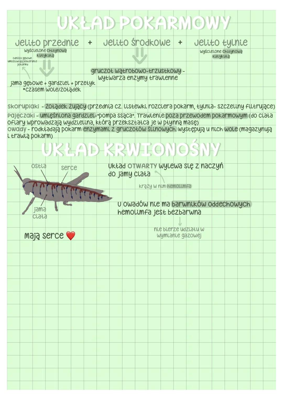 --- OCR Start ---
galąż zewnętrzna
głowa
tutów
3 pary odnóży gębowych
biodro
szczypce-f. chwytna człon podstawowy
gałąż wewnętrzna
odnóza kr