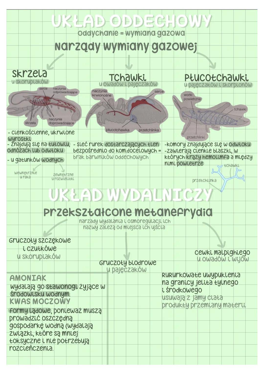 --- OCR Start ---
galąż zewnętrzna
głowa
tutów
3 pary odnóży gębowych
biodro
szczypce-f. chwytna człon podstawowy
gałąż wewnętrzna
odnóza kr