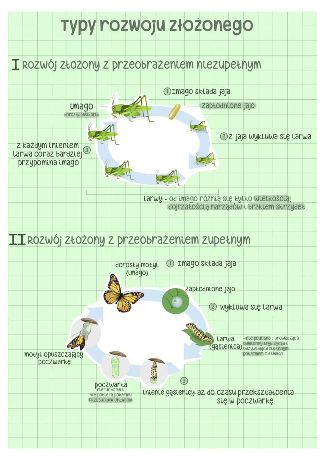 --- OCR Start ---
galąż zewnętrzna
głowa
tutów
3 pary odnóży gębowych
biodro
szczypce-f. chwytna człon podstawowy
gałąż wewnętrzna
odnóza kr