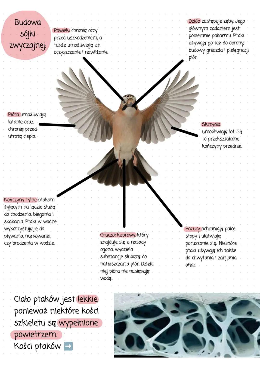# Ptaki - kręgowce zdolne do lotu
## Cechy ptaków:
* zamieszkują prawie wszystkie typy środowisk
* występują tak powszechnie głównie dzięk