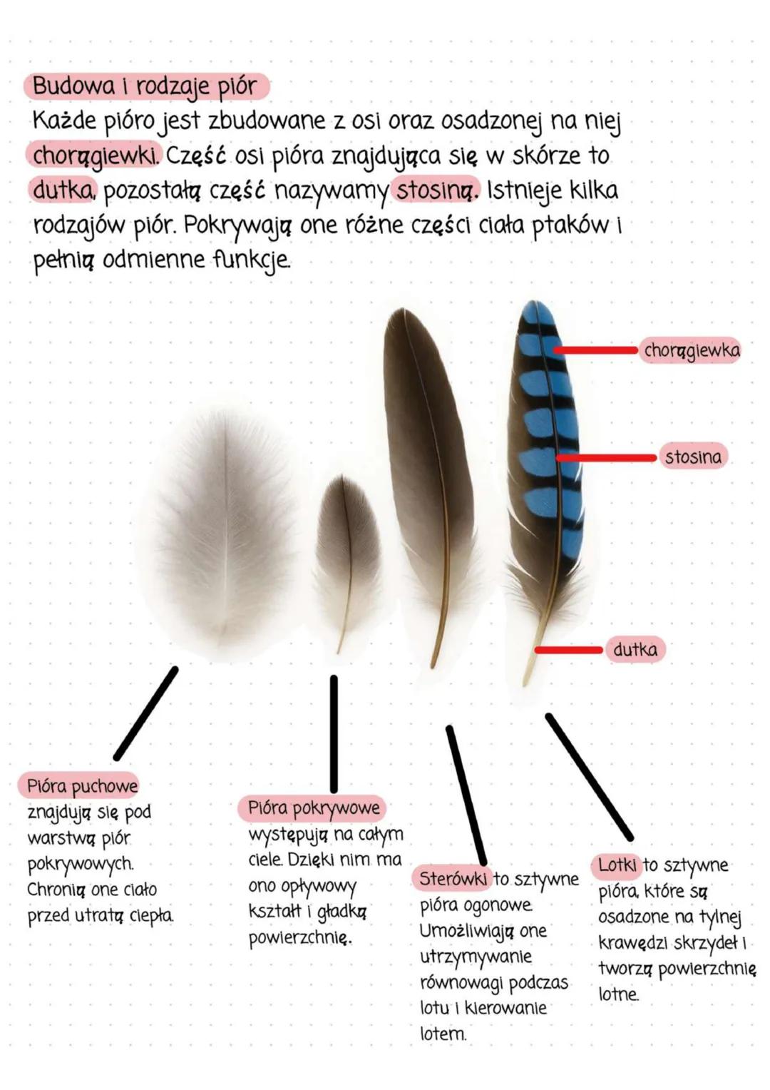 # Ptaki - kręgowce zdolne do lotu
## Cechy ptaków:
* zamieszkują prawie wszystkie typy środowisk
* występują tak powszechnie głównie dzięk