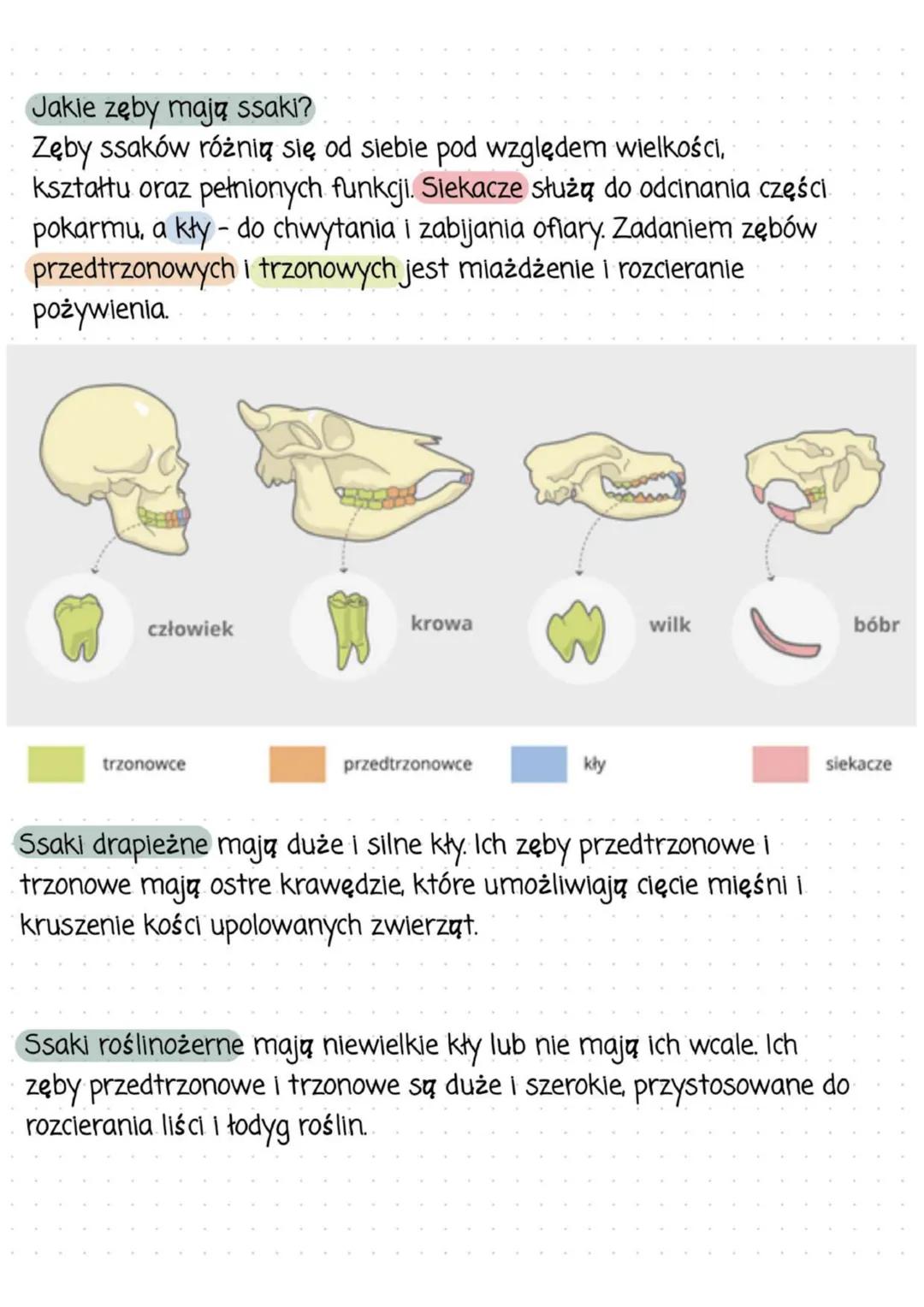 Przegląd i znaczenie ssaków
Zróżnicowanie budowy ssaków
Ssaki różnią się budową w zależności od środowiska, w którym
żyją, oraz sposobu, w j