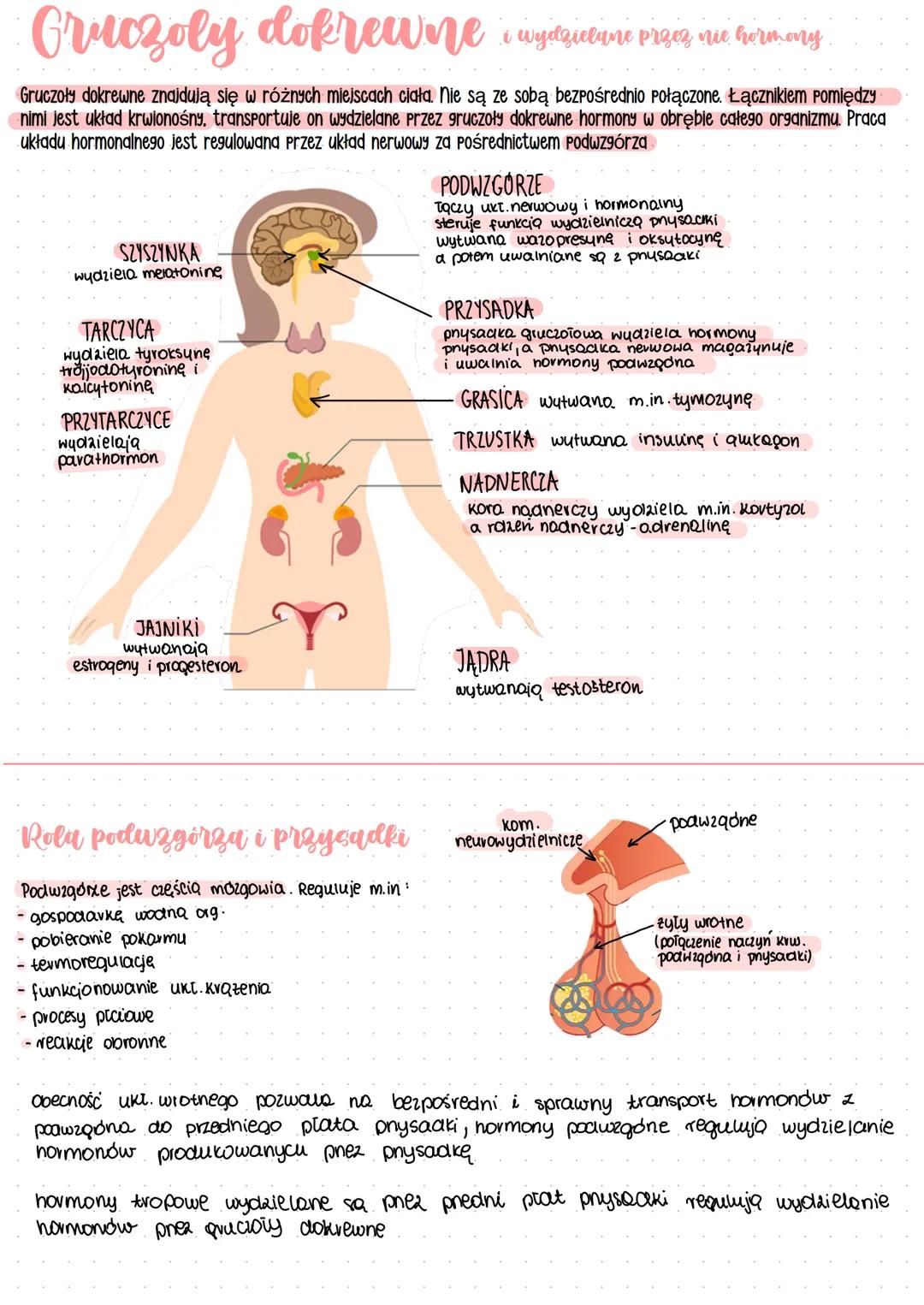 ## Gruczoły
---
WEWNĄTRZWYDZIELNICZE
(GRUCZOŁY DOKREWNE)
ZEWNATRZWYDZIELNICZE..
gruczol
EQ20cyto20.
naczynia krwionośne
wydzielają hormony
