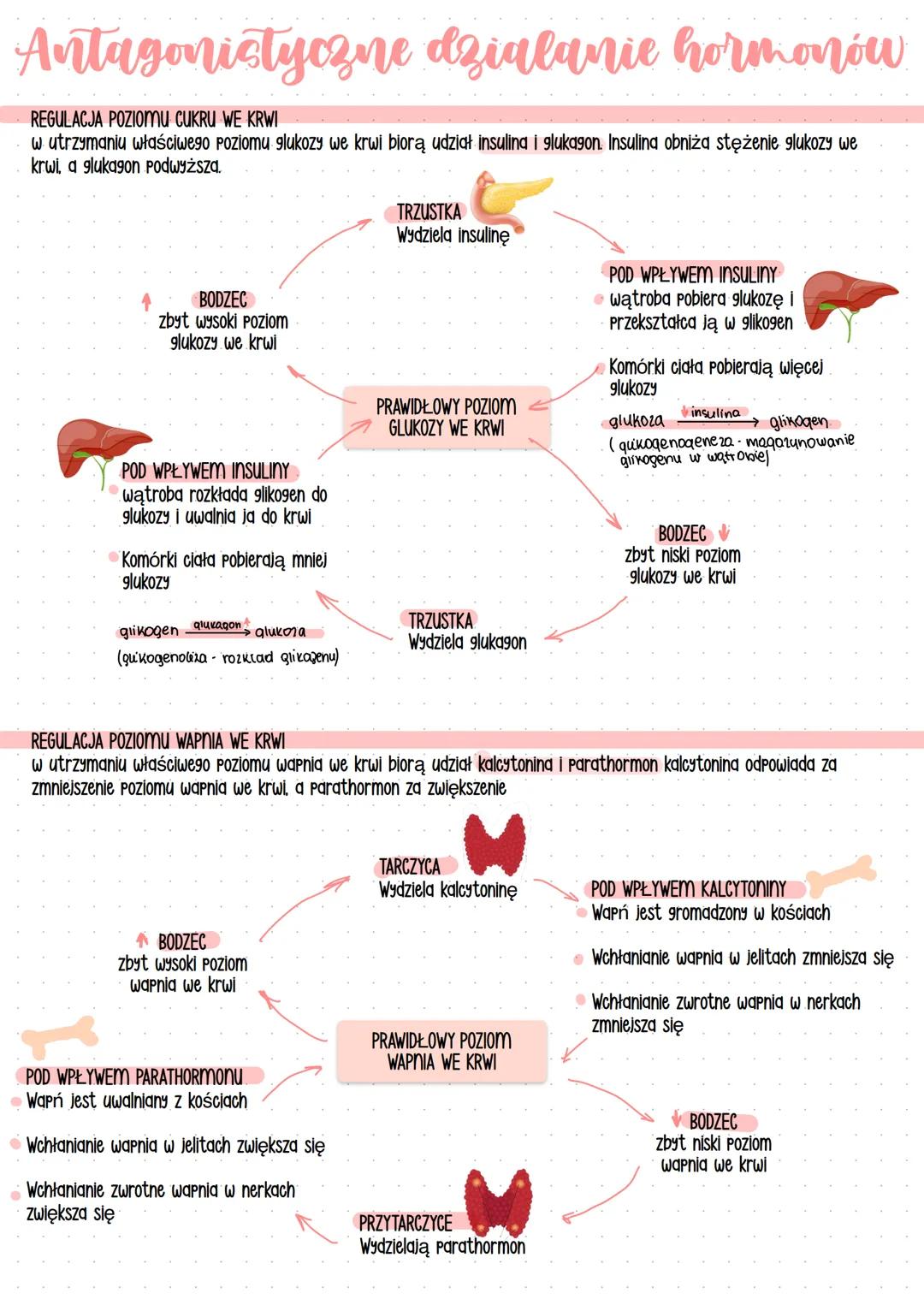 ## Gruczoły
---
WEWNĄTRZWYDZIELNICZE
(GRUCZOŁY DOKREWNE)
ZEWNATRZWYDZIELNICZE..
gruczol
EQ20cyto20.
naczynia krwionośne
wydzielają hormony