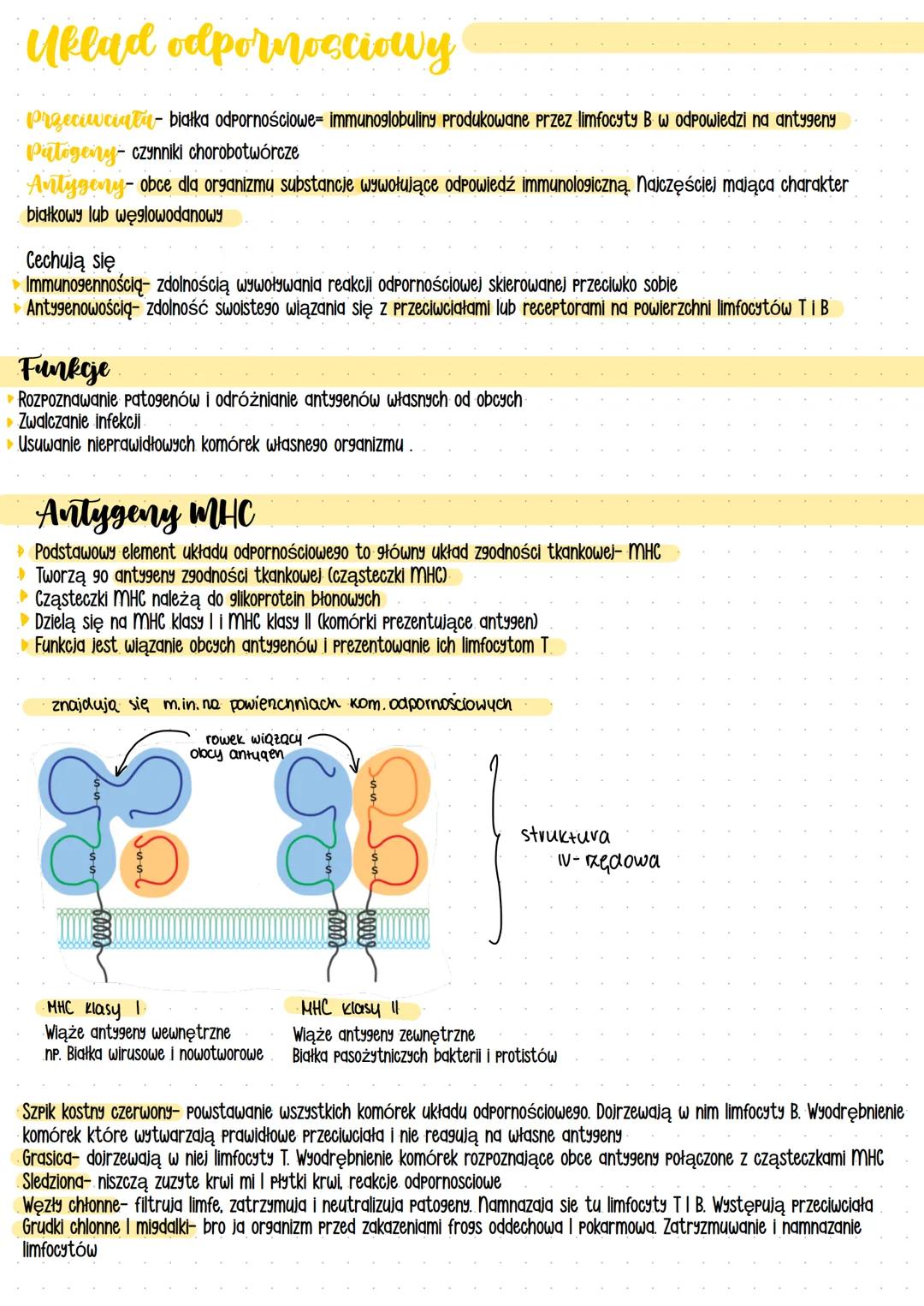 # Układ odpornościowy
## Przeciwciała - białka odpornościowe- immunoglobuliny produkowane przez limfocyty B w odpowiedzi na antygeny
## Pat