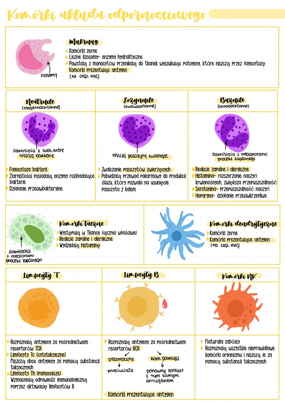 # Układ odpornościowy
## Przeciwciała - białka odpornościowe- immunoglobuliny produkowane przez limfocyty B w odpowiedzi na antygeny
## Pat