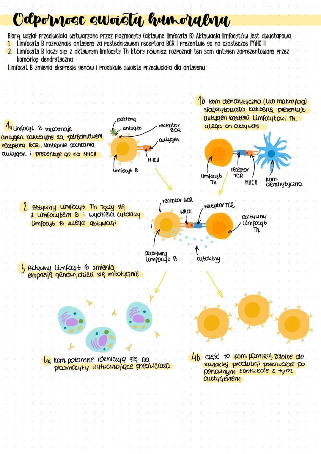 # Układ odpornościowy
## Przeciwciała - białka odpornościowe- immunoglobuliny produkowane przez limfocyty B w odpowiedzi na antygeny
## Pat