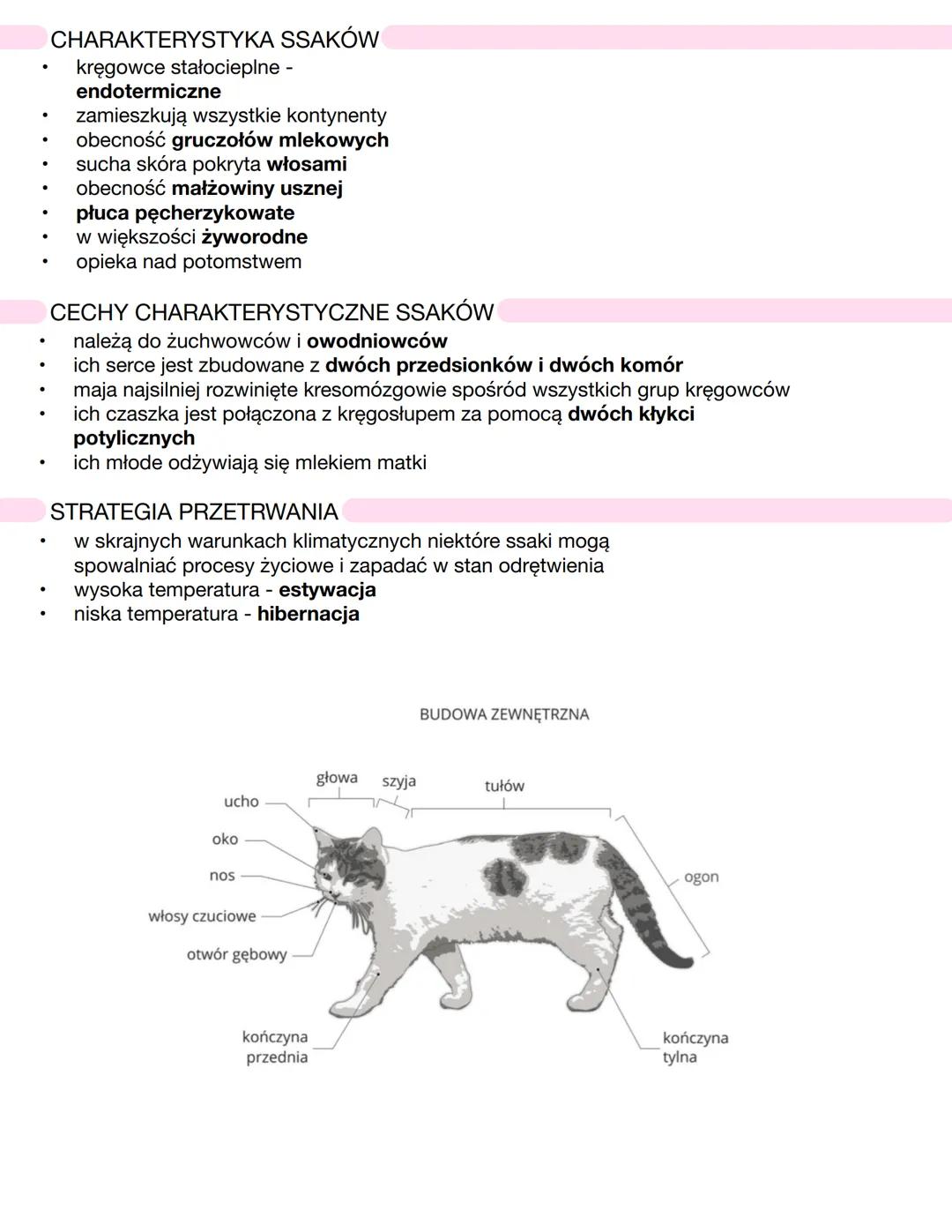 # CHARAKTERYSTYKA SSAKÓW
* kręgowce stałocieplne - **endotermiczne**
* zamieszkują wszystkie kontynenty
* obecność **gruczołów mlecznych**