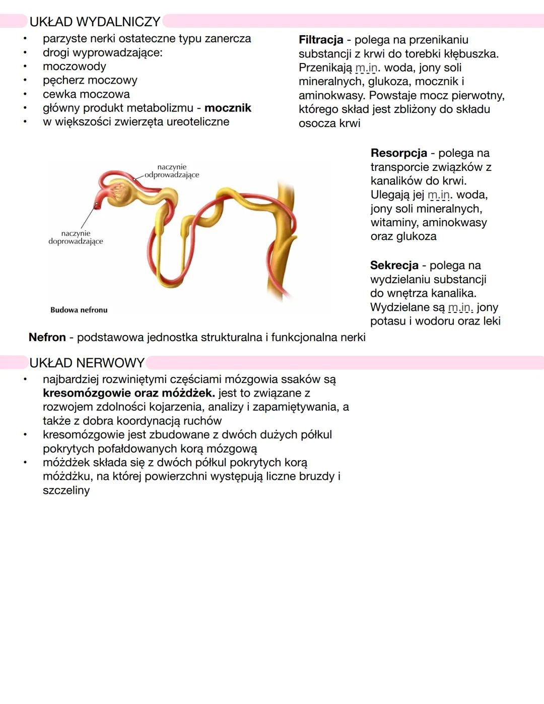 # CHARAKTERYSTYKA SSAKÓW
* kręgowce stałocieplne - **endotermiczne**
* zamieszkują wszystkie kontynenty
* obecność **gruczołów mlecznych**