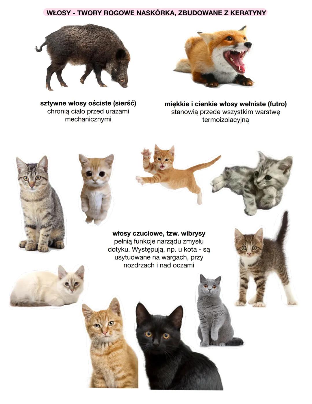 # CHARAKTERYSTYKA SSAKÓW
* kręgowce stałocieplne - **endotermiczne**
* zamieszkują wszystkie kontynenty
* obecność **gruczołów mlecznych**