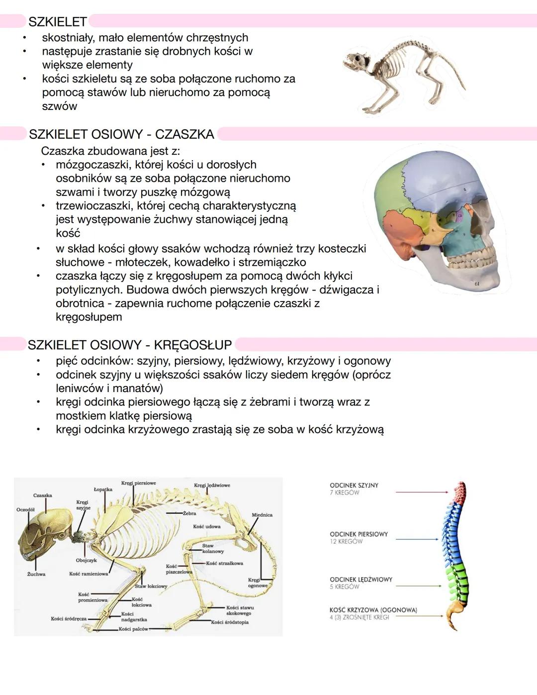 # CHARAKTERYSTYKA SSAKÓW
* kręgowce stałocieplne - **endotermiczne**
* zamieszkują wszystkie kontynenty
* obecność **gruczołów mlecznych**