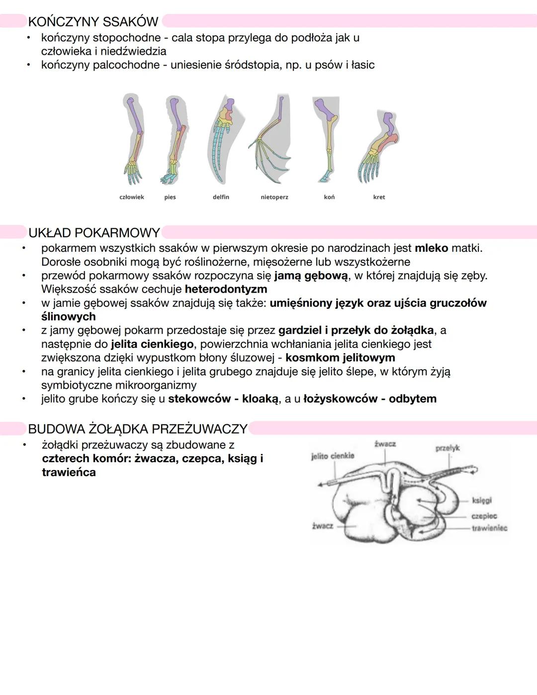 # CHARAKTERYSTYKA SSAKÓW
* kręgowce stałocieplne - **endotermiczne**
* zamieszkują wszystkie kontynenty
* obecność **gruczołów mlecznych**