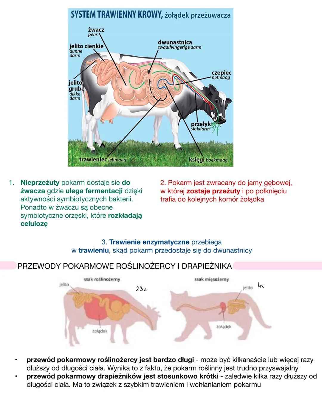# CHARAKTERYSTYKA SSAKÓW
* kręgowce stałocieplne - **endotermiczne**
* zamieszkują wszystkie kontynenty
* obecność **gruczołów mlecznych**