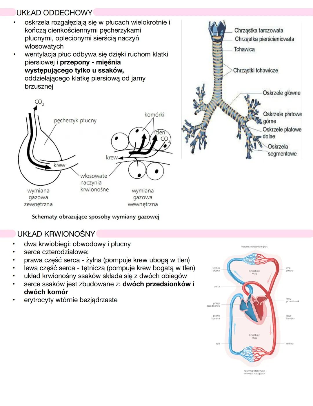 # CHARAKTERYSTYKA SSAKÓW
* kręgowce stałocieplne - **endotermiczne**
* zamieszkują wszystkie kontynenty
* obecność **gruczołów mlecznych**