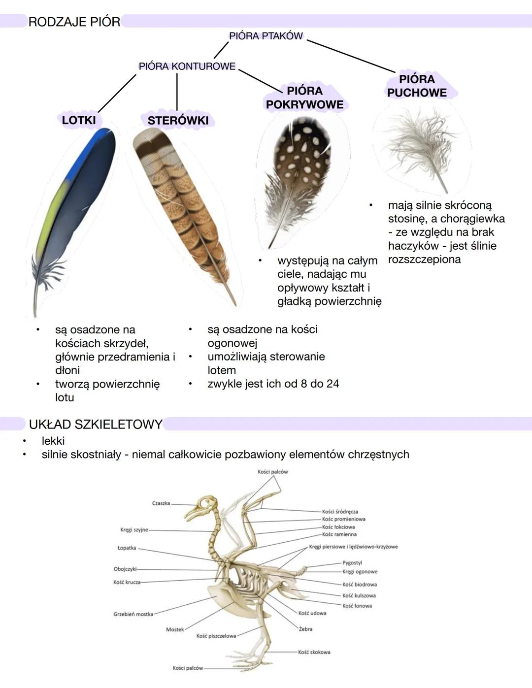 CHARAKTERYSTYKA PTAKÓW
żuchwowce i owodniowce
pierwotnie lądowe
stałocieplne
większość przystosowana do aktywnego lotu
jajorodne
czaszka poł