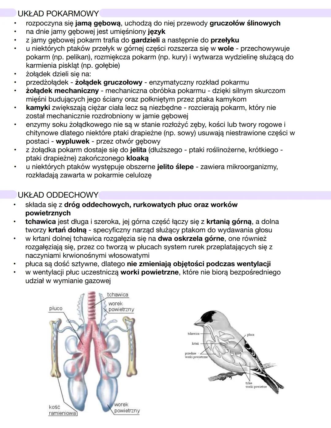 CHARAKTERYSTYKA PTAKÓW
żuchwowce i owodniowce
pierwotnie lądowe
stałocieplne
większość przystosowana do aktywnego lotu
jajorodne
czaszka poł