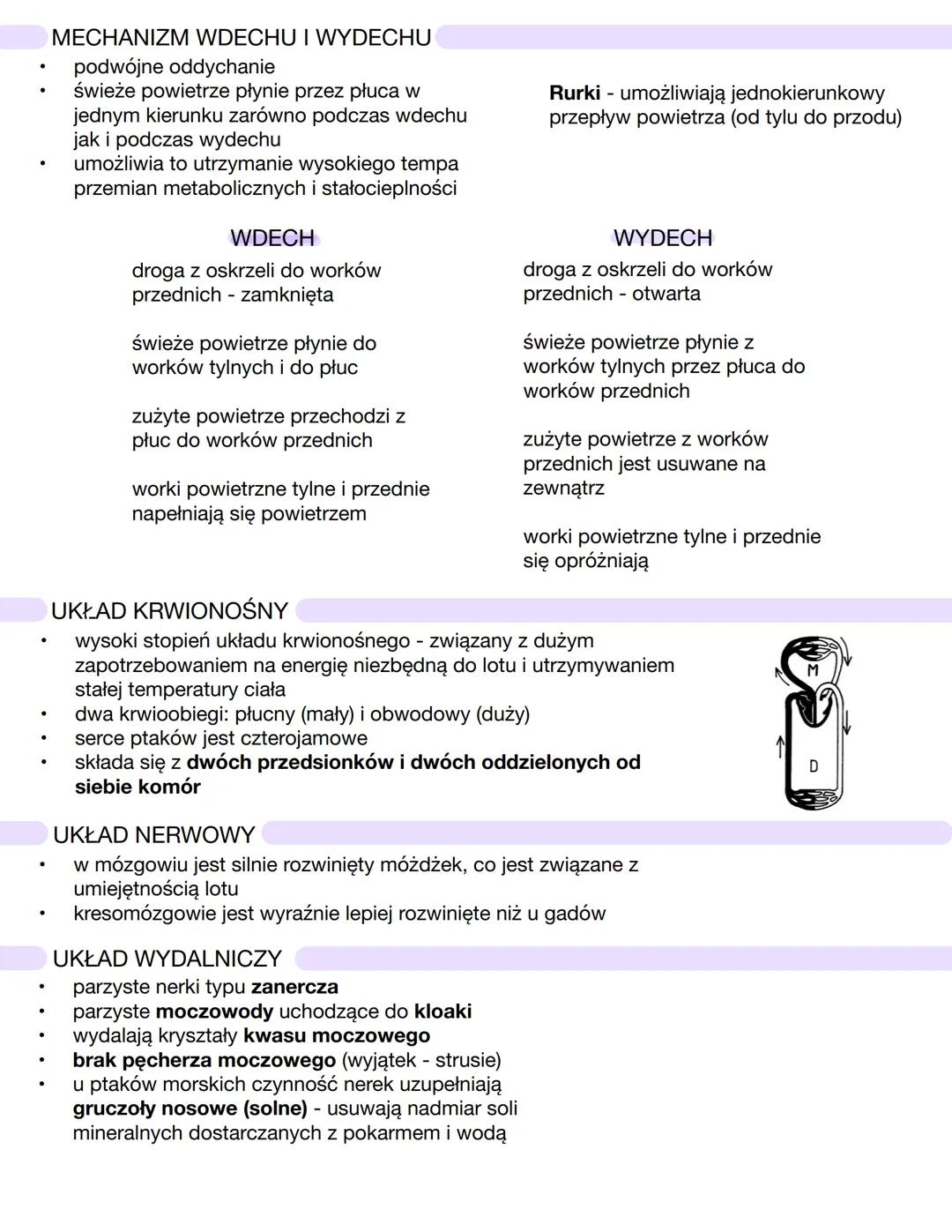 CHARAKTERYSTYKA PTAKÓW
żuchwowce i owodniowce
pierwotnie lądowe
stałocieplne
większość przystosowana do aktywnego lotu
jajorodne
czaszka poł