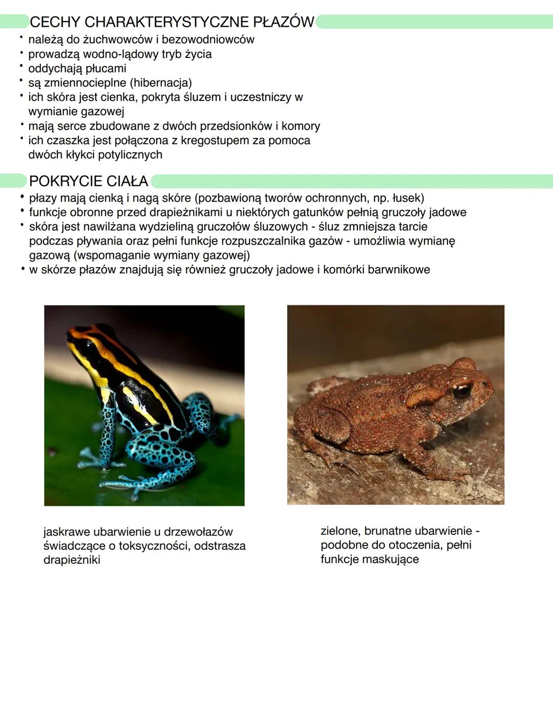 Płazy - kręgowce dwuśrodowiskowe