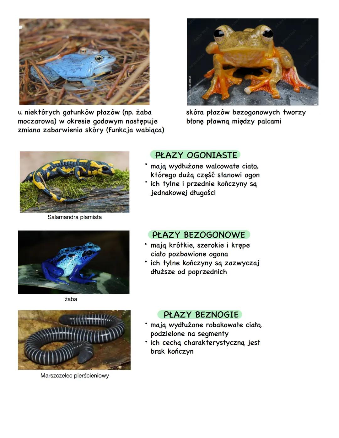CECHY CHARAKTERYSTYCZNE PŁAZÓW
należą do żuchwowców i bezowodniowców
prowadzą wodno-lądowy tryb życia
oddychają płucami
są zmiennocieplne (h