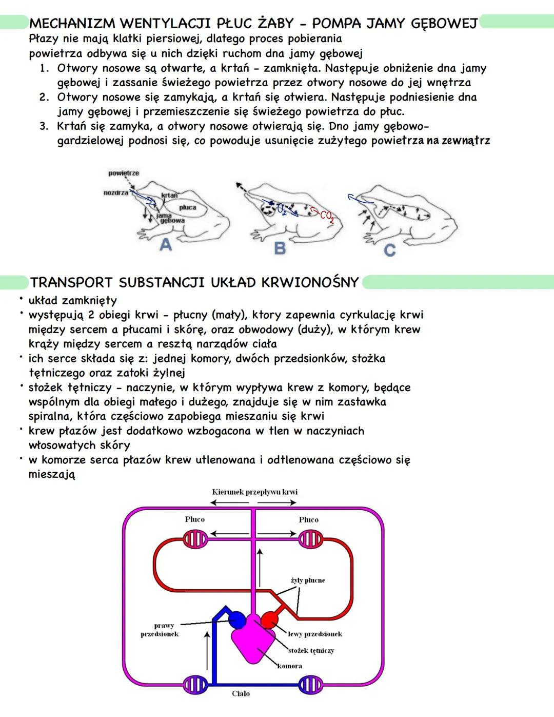 CECHY CHARAKTERYSTYCZNE PŁAZÓW
należą do żuchwowców i bezowodniowców
prowadzą wodno-lądowy tryb życia
oddychają płucami
są zmiennocieplne (h