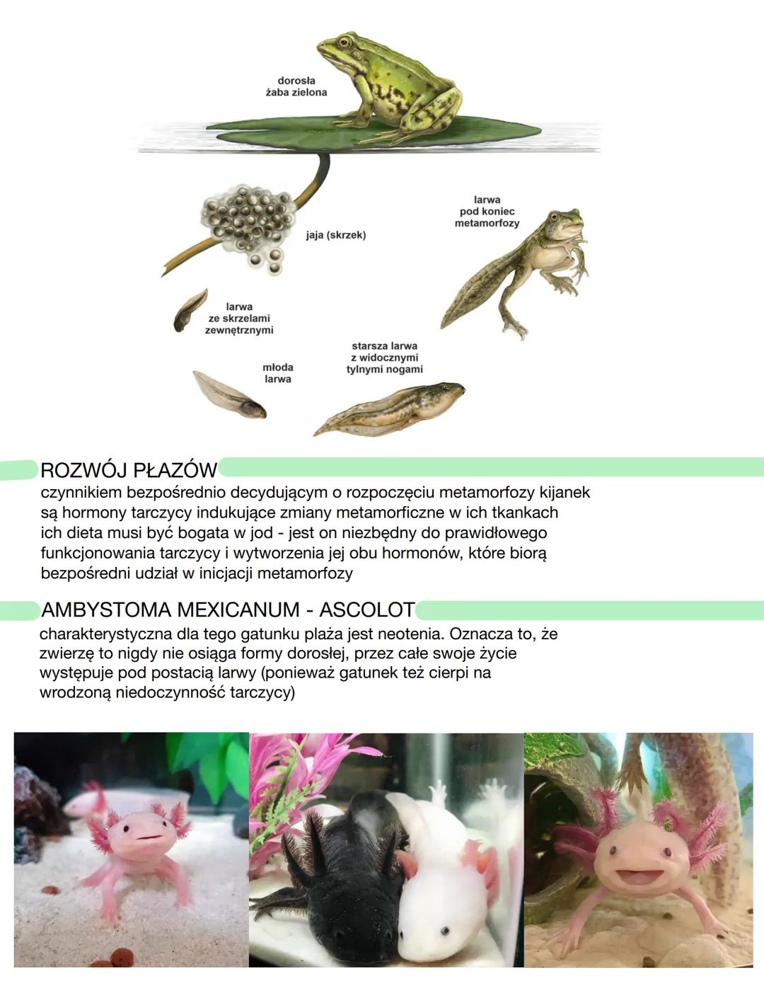 CECHY CHARAKTERYSTYCZNE PŁAZÓW
należą do żuchwowców i bezowodniowców
prowadzą wodno-lądowy tryb życia
oddychają płucami
są zmiennocieplne (h