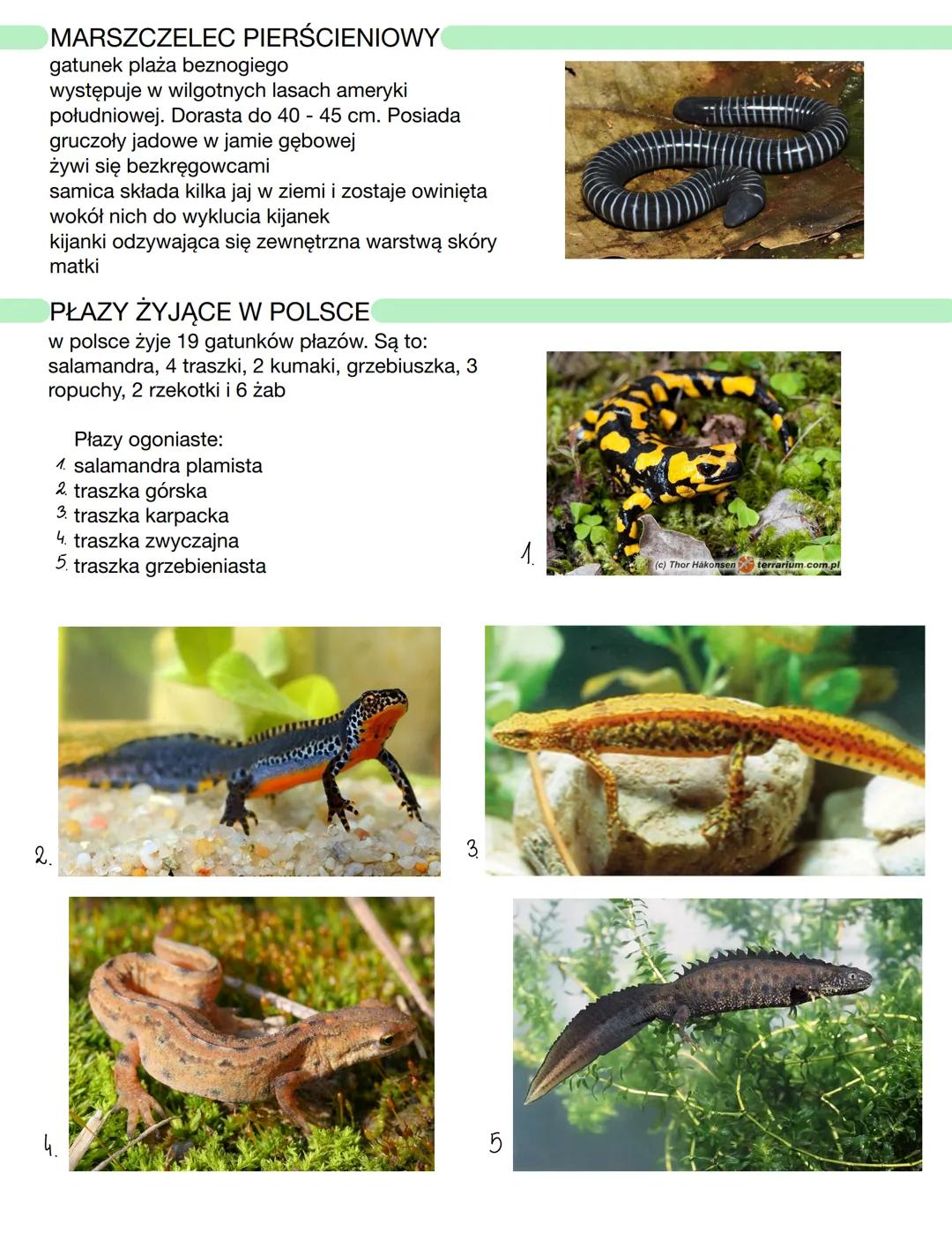 CECHY CHARAKTERYSTYCZNE PŁAZÓW
należą do żuchwowców i bezowodniowców
prowadzą wodno-lądowy tryb życia
oddychają płucami
są zmiennocieplne (h