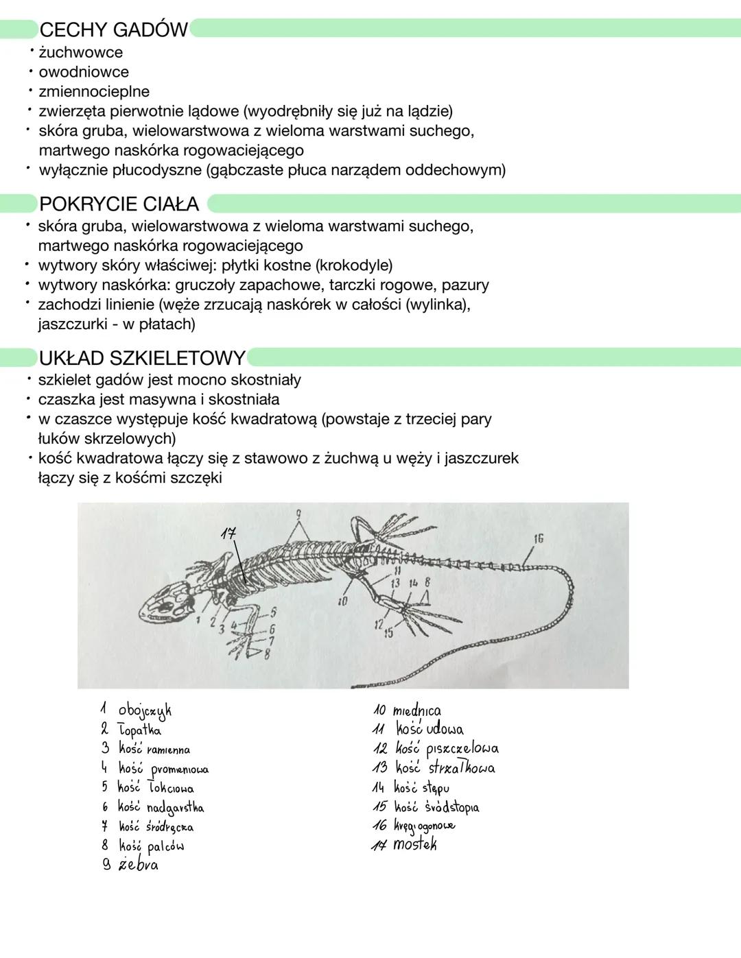 CECHY GADÓW
• żuchwowce
• owodniowce
• zmiennocieplne
• zwierzęta pierwotnie lądowe (wyodrębniły się już na lądzie)
• skóra gruba, wielowars