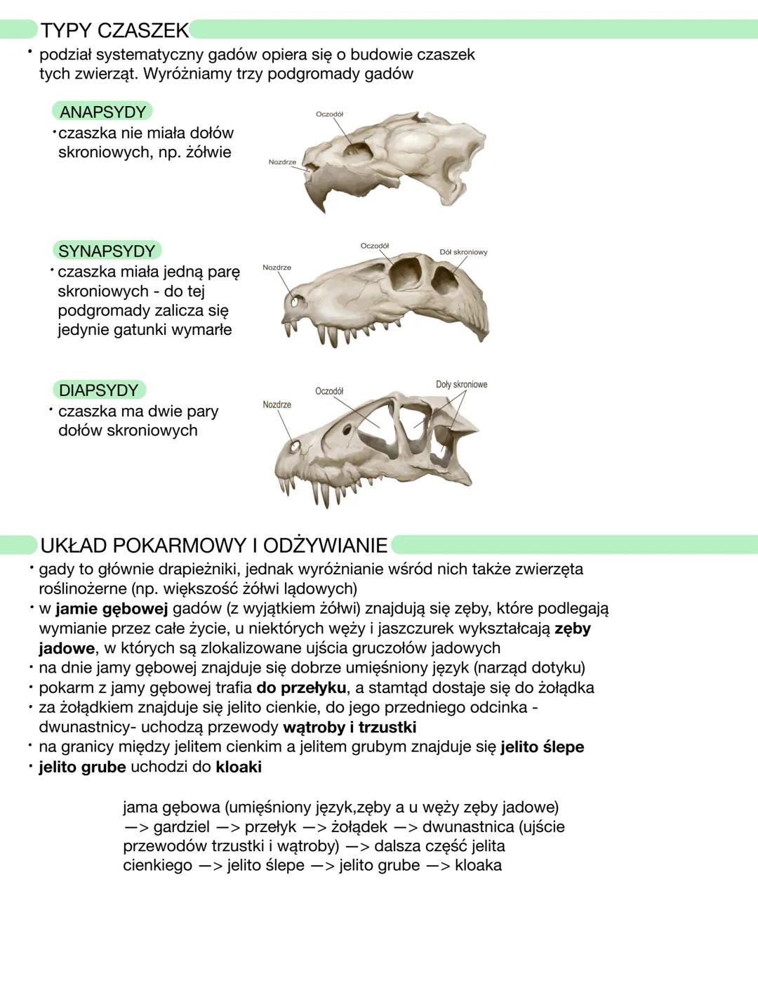 CECHY GADÓW
• żuchwowce
• owodniowce
• zmiennocieplne
• zwierzęta pierwotnie lądowe (wyodrębniły się już na lądzie)
• skóra gruba, wielowars