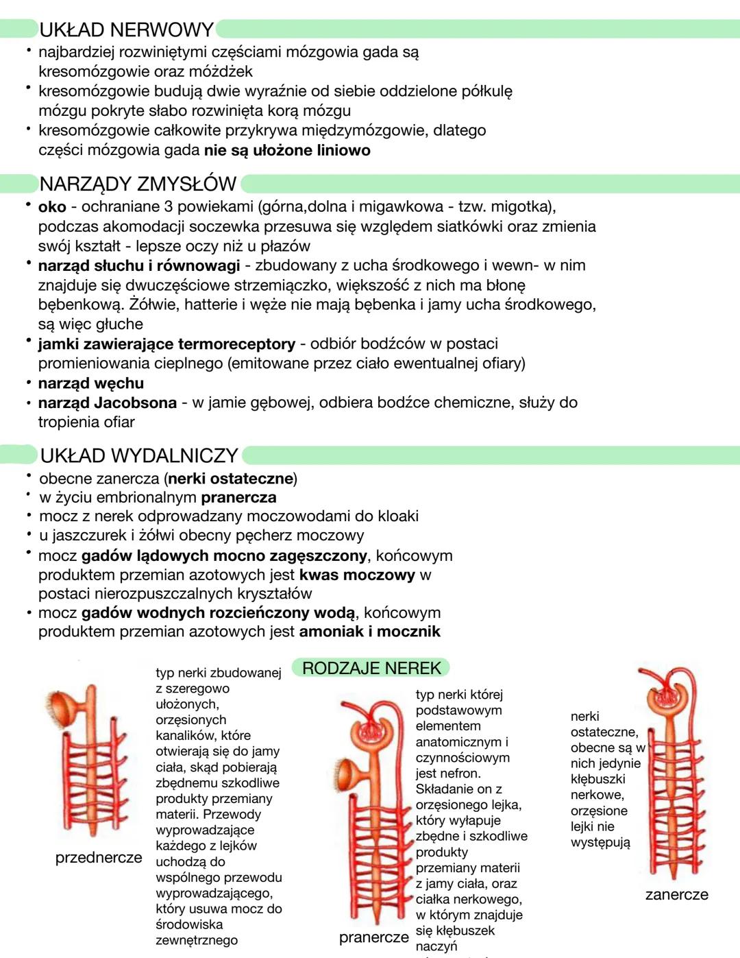 CECHY GADÓW
• żuchwowce
• owodniowce
• zmiennocieplne
• zwierzęta pierwotnie lądowe (wyodrębniły się już na lądzie)
• skóra gruba, wielowars