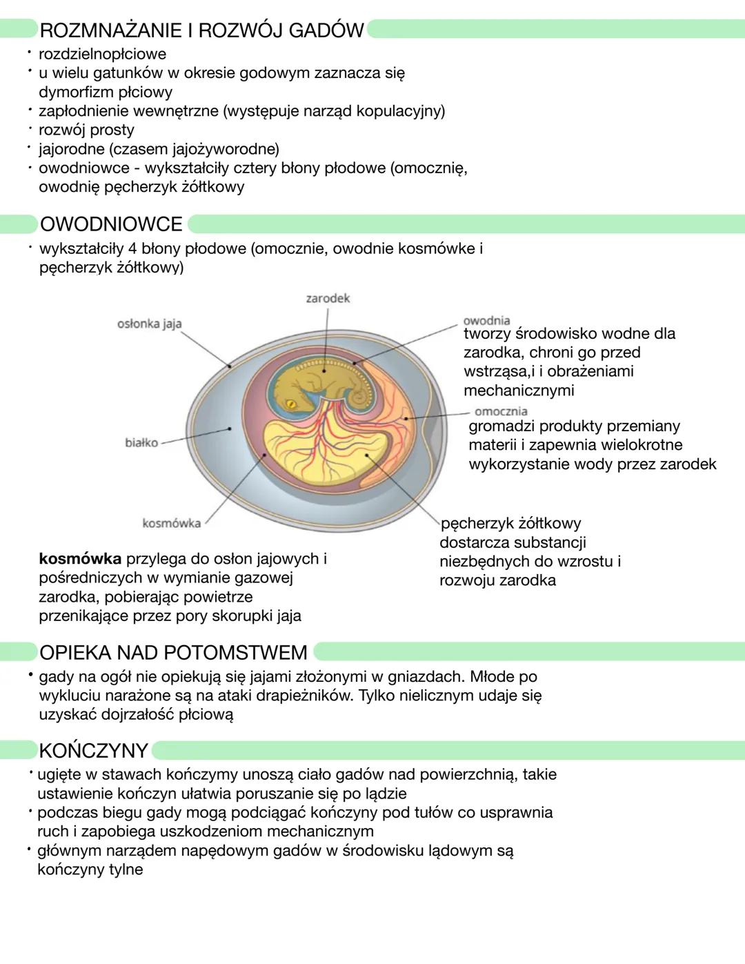 CECHY GADÓW
• żuchwowce
• owodniowce
• zmiennocieplne
• zwierzęta pierwotnie lądowe (wyodrębniły się już na lądzie)
• skóra gruba, wielowars