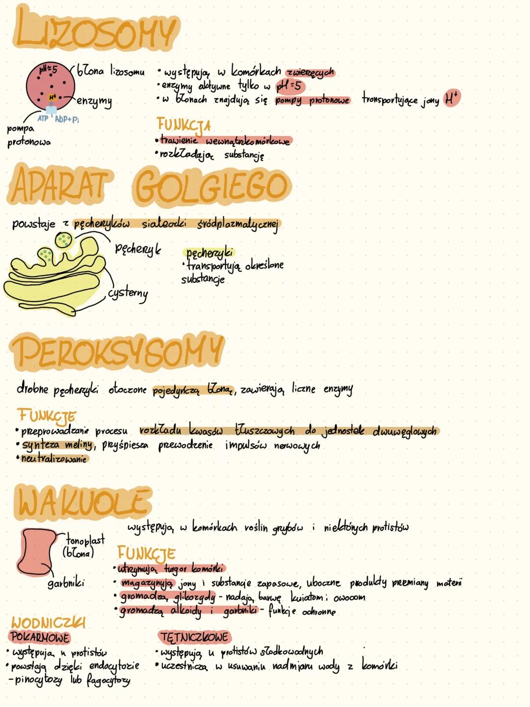 KOMÓRKI
ORGANIZACJA KOMÓRKOWA W ORGANIŹMIE.
►organizmy jednokomórkowe - jedna komórka, która wykonuje wszystkie czynności życiowe
►formy kol