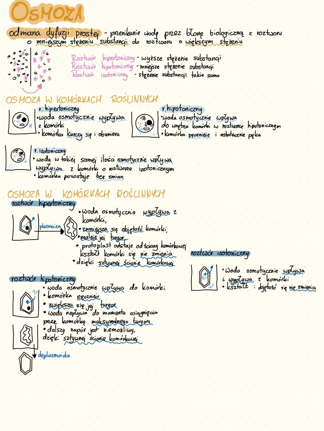 KOMÓRKI
ORGANIZACJA KOMÓRKOWA W ORGANIŹMIE.
►organizmy jednokomórkowe - jedna komórka, która wykonuje wszystkie czynności życiowe
►formy kol