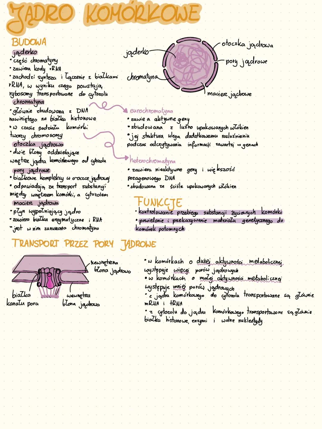 KOMÓRKI
ORGANIZACJA KOMÓRKOWA W ORGANIŹMIE.
►organizmy jednokomórkowe - jedna komórka, która wykonuje wszystkie czynności życiowe
►formy kol