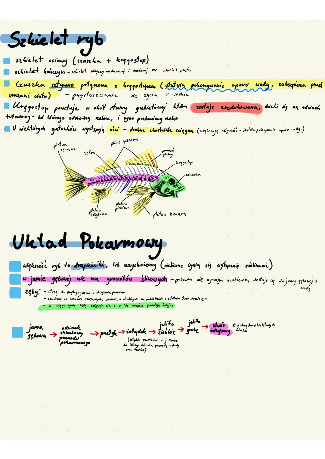 # Ryby
- kręgowce
- pierwotnie wodne
- zmiennocieplne
- płetwy - fałdy skórne wsparte na dźwigaczach lub kostnych promieniach
# Pokrycie ci