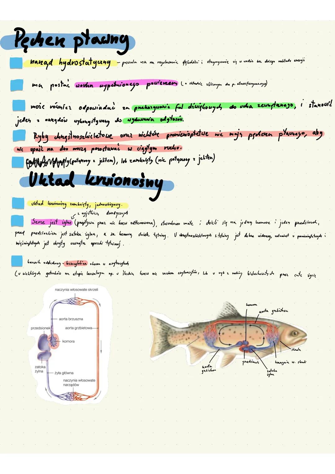 # Ryby
- kręgowce
- pierwotnie wodne
- zmiennocieplne
- płetwy - fałdy skórne wsparte na dźwigaczach lub kostnych promieniach
# Pokrycie ci