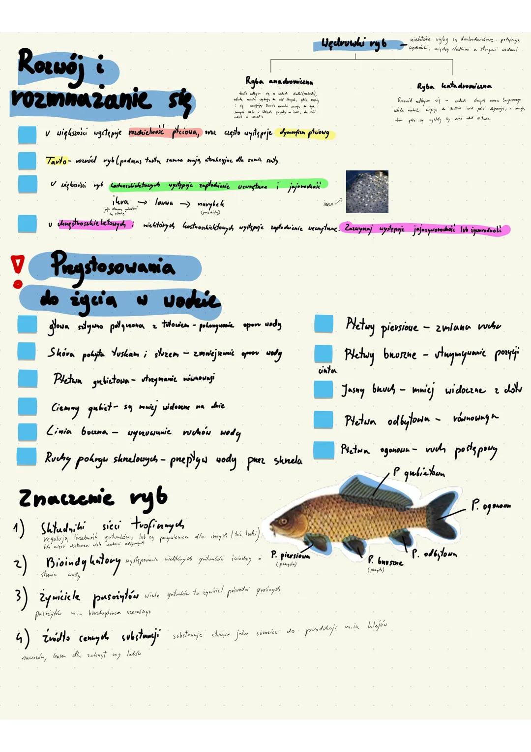 # Ryby
- kręgowce
- pierwotnie wodne
- zmiennocieplne
- płetwy - fałdy skórne wsparte na dźwigaczach lub kostnych promieniach
# Pokrycie ci