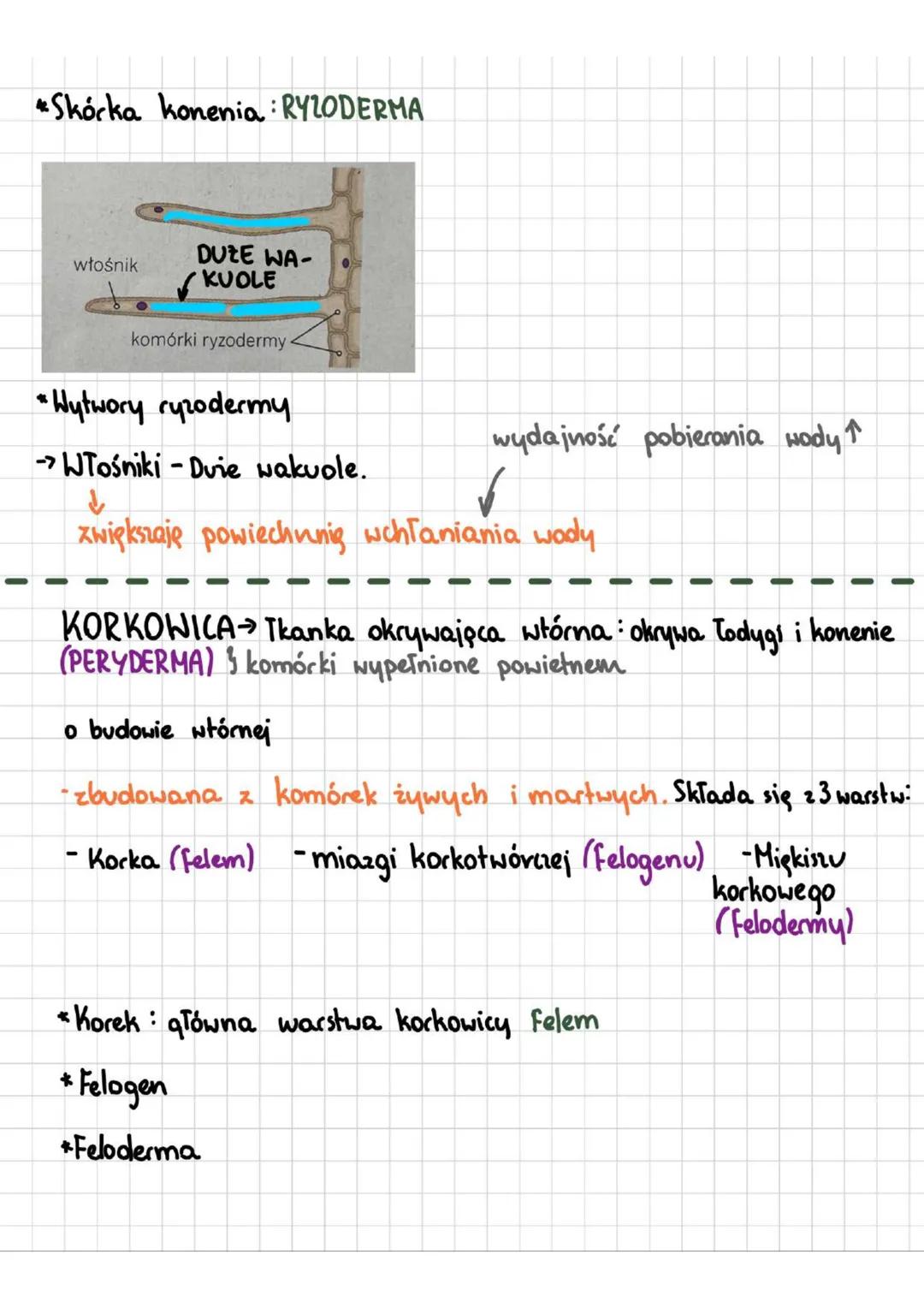 TKANKI ROSLINNE
Tkanka - zespół komórek O wspólnym pochodzeniu i podobnej
budowie, współpracujących ze sobą w pełnieniu określonych funkcji