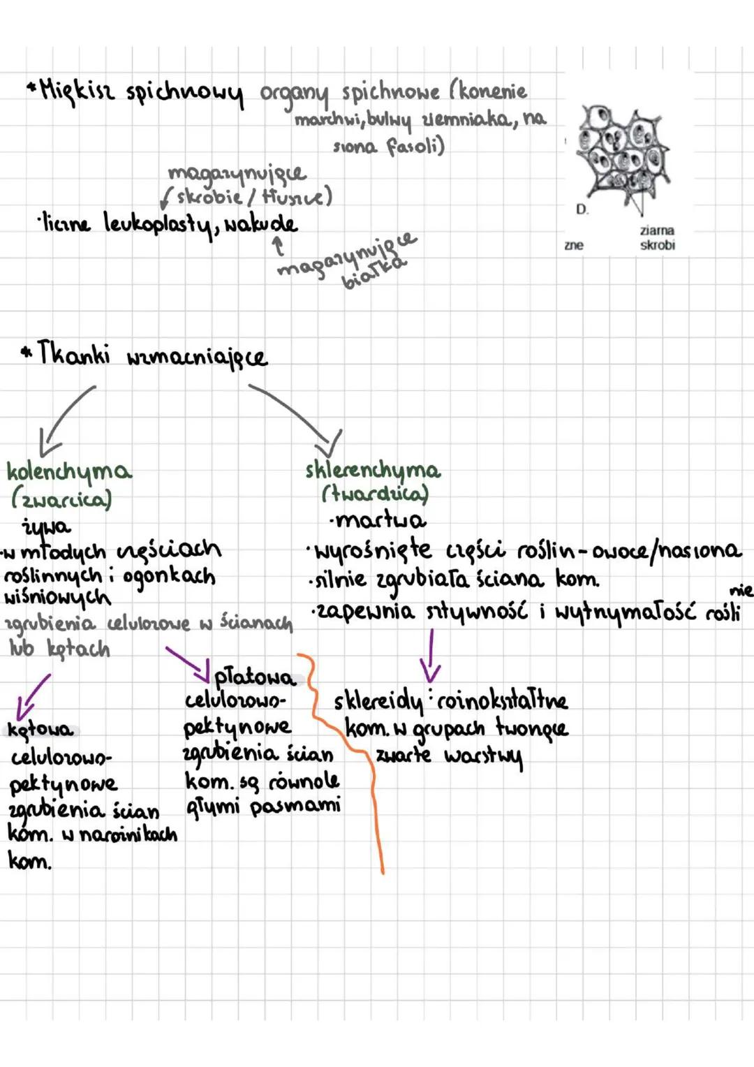 TKANKI ROSLINNE
Tkanka - zespół komórek O wspólnym pochodzeniu i podobnej
budowie, współpracujących ze sobą w pełnieniu określonych funkcji