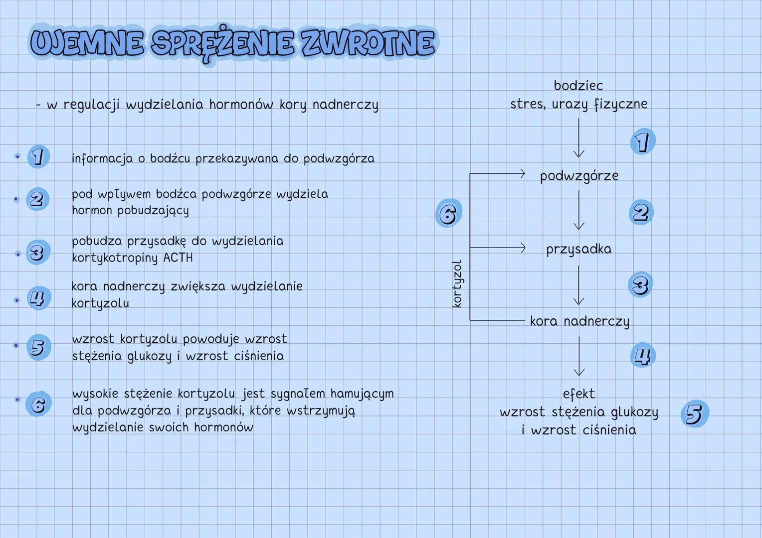 --- OCR Start ---
UKŁAD HORMONALNY
UKŁAD HORMONALNY
↓
reguluje czynności życiowe
gruczoły
dokrewne
↘
komórki
wydzielnicze
wydzielają hormony