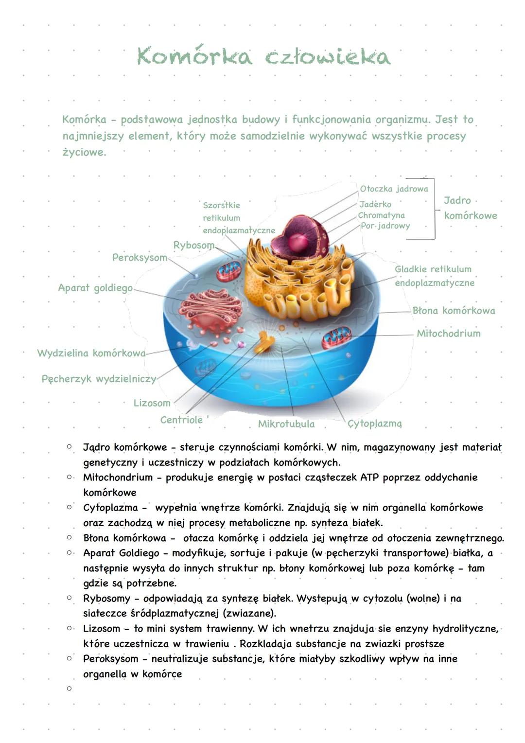 Komórka człowieka
Komórka - podstawowa jednostka budowy i funkcjonowania organizmu. Jest to
najmniejszy element, który może samodzielnie wy