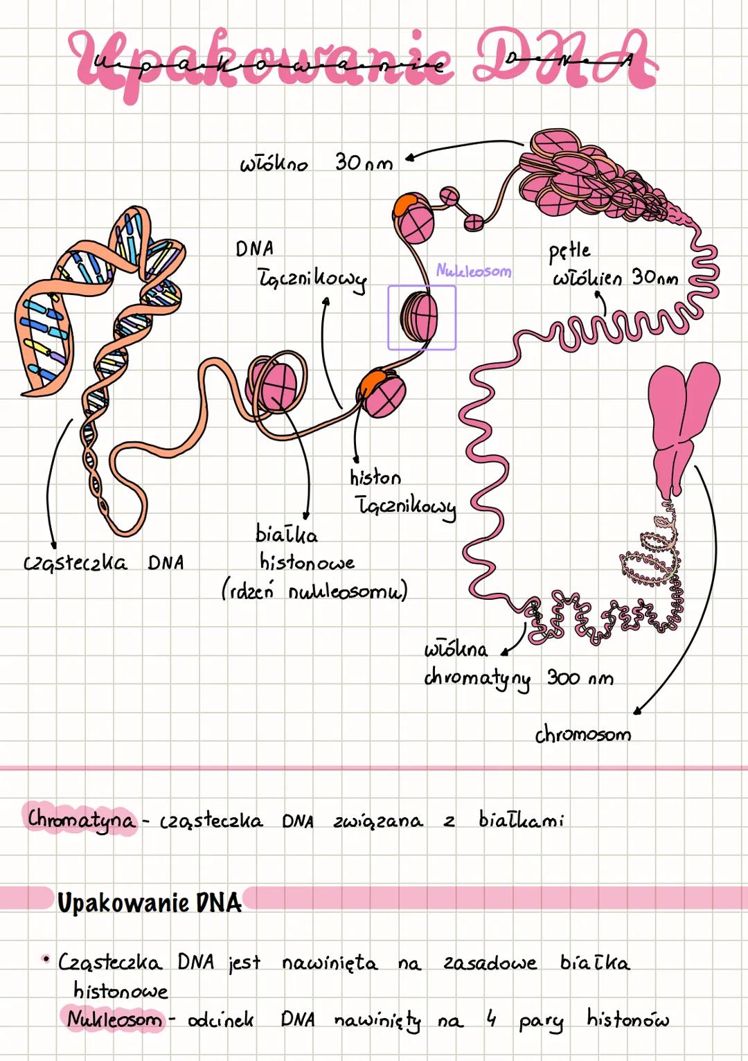 Upakowanie DNA
wiązno 30 nm
Cząsteczka DNA
DNA
łąznikowy
Nucleosom
pętle
włókien 30nm
histon
łąznikowy
białka
histonowe
(rdzeń nukleosomu