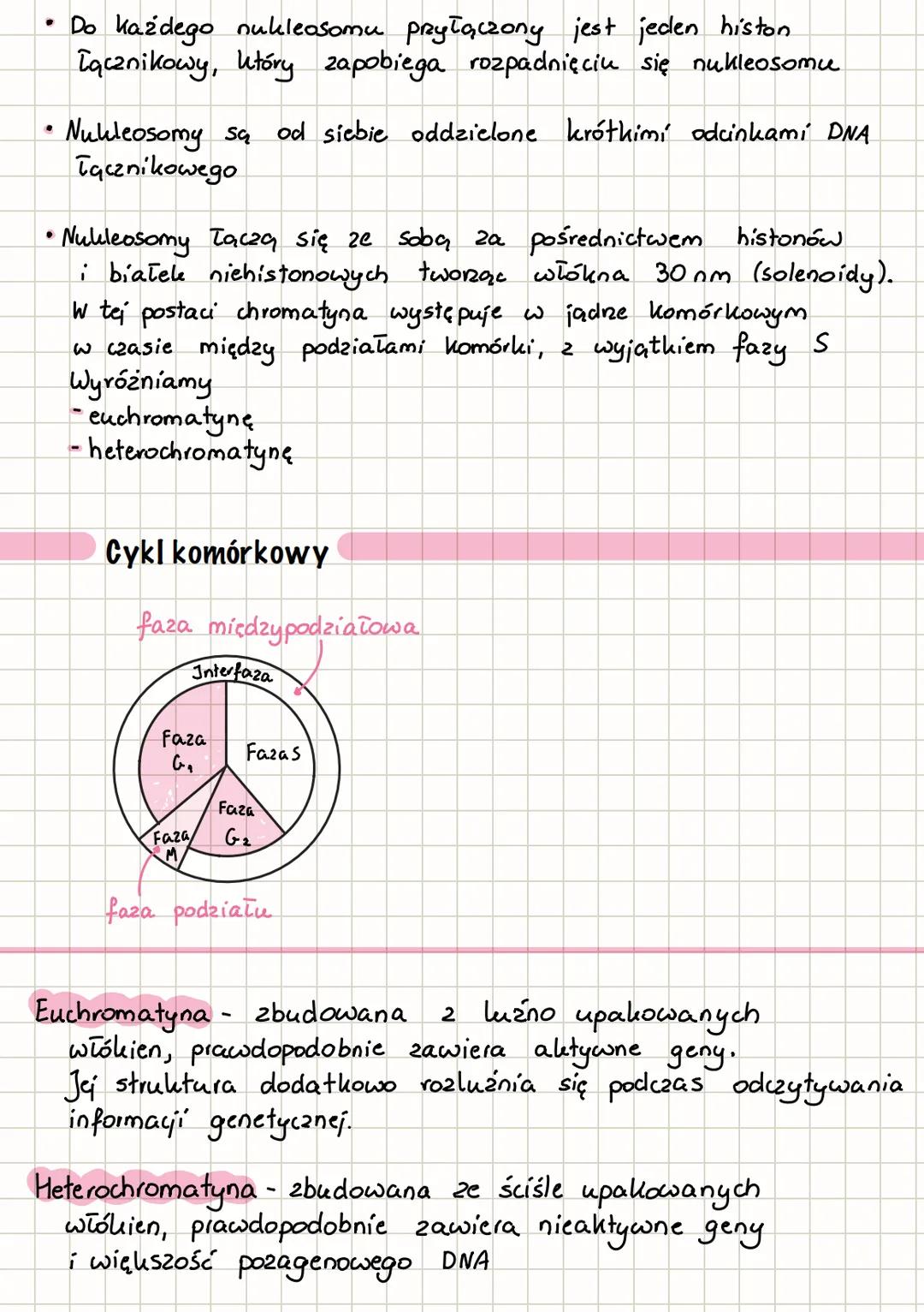 Upakowanie DNA
wiązno 30 nm
Cząsteczka DNA
DNA
łąznikowy
Nucleosom
pętle
włókien 30nm
histon
łąznikowy
białka
histonowe
(rdzeń nukleosomu