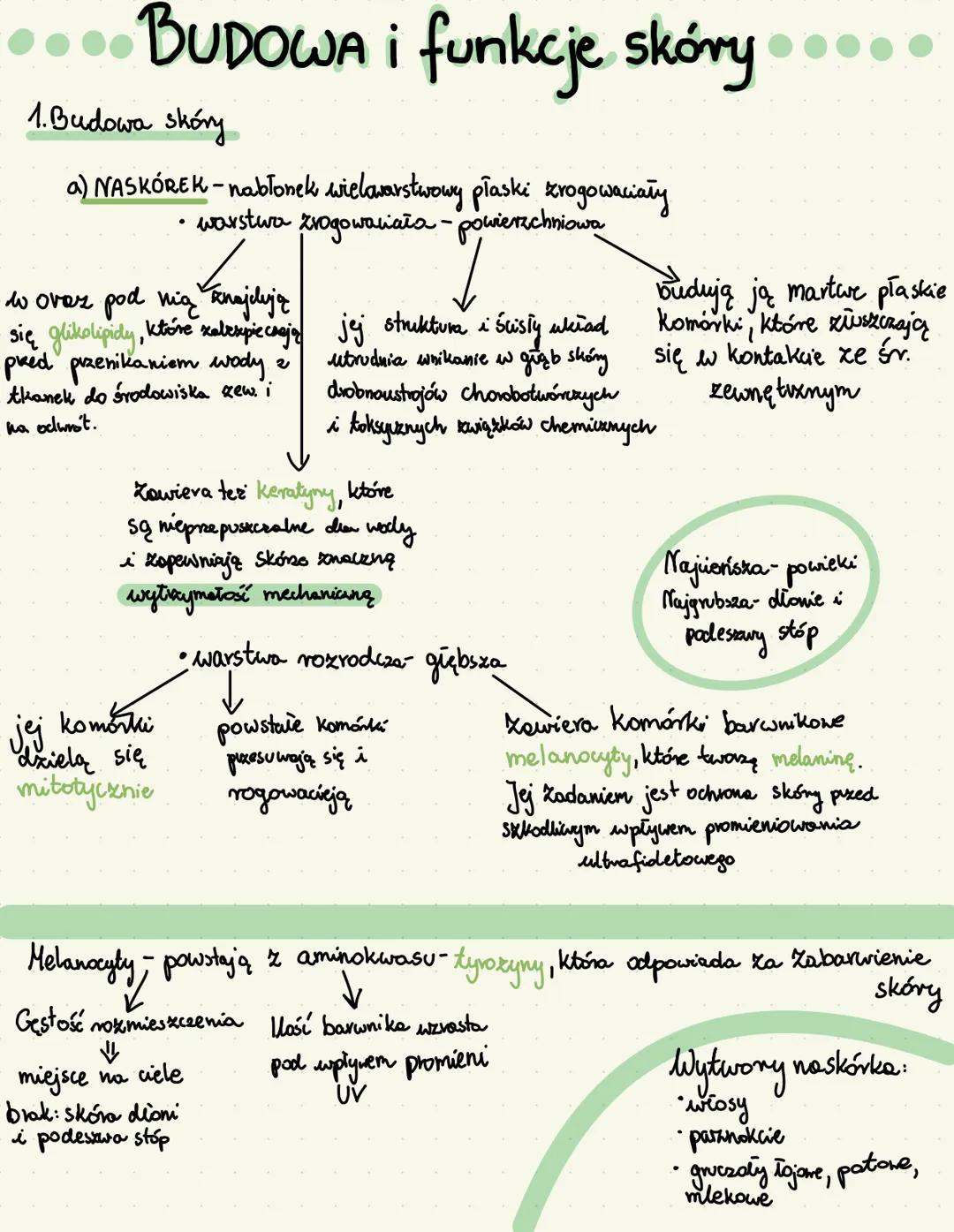 budowa i funkcje skory