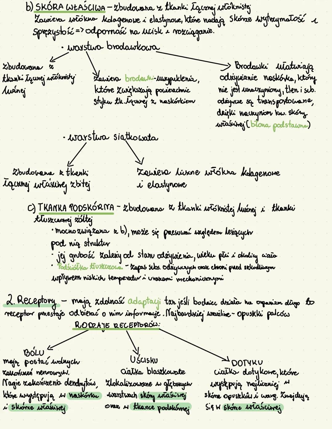 --- OCR Start ---
BUDOWA i funkcje skóry
1. Budowa skóry
a) NASKÓREK - nabłonek wielowarstwowy płaski zrogowaciaty
warstwa zrogowaciała - po