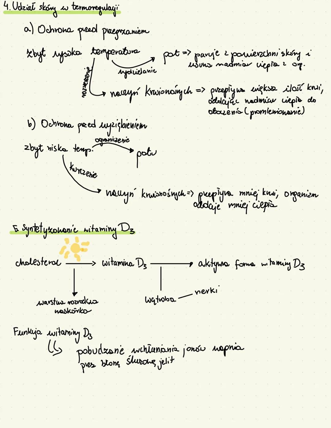 --- OCR Start ---
BUDOWA i funkcje skóry
1. Budowa skóry
a) NASKÓREK - nabłonek wielowarstwowy płaski zrogowaciaty
warstwa zrogowaciała - po