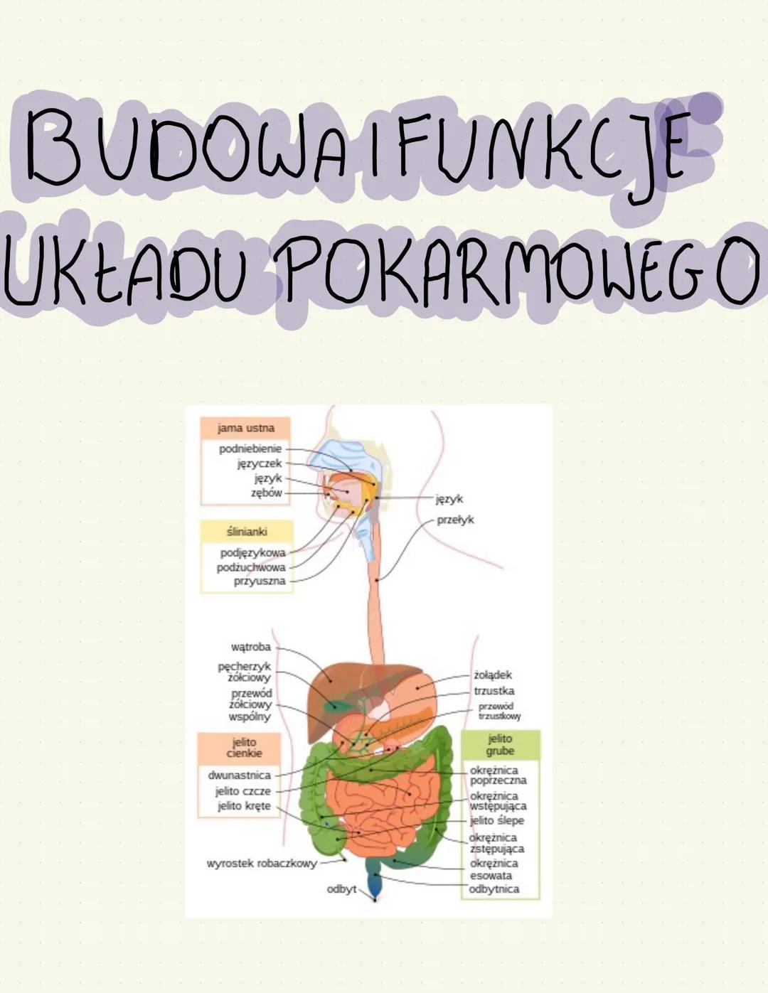BUDOWA I FUNKCJE
UKŁADU POKARMOWEGO
jama ustna
podniebienie
języczek
język
zębów
ślinianki
podjęzykowa
podżuchwowa
przyuszna
język
przełyk
w