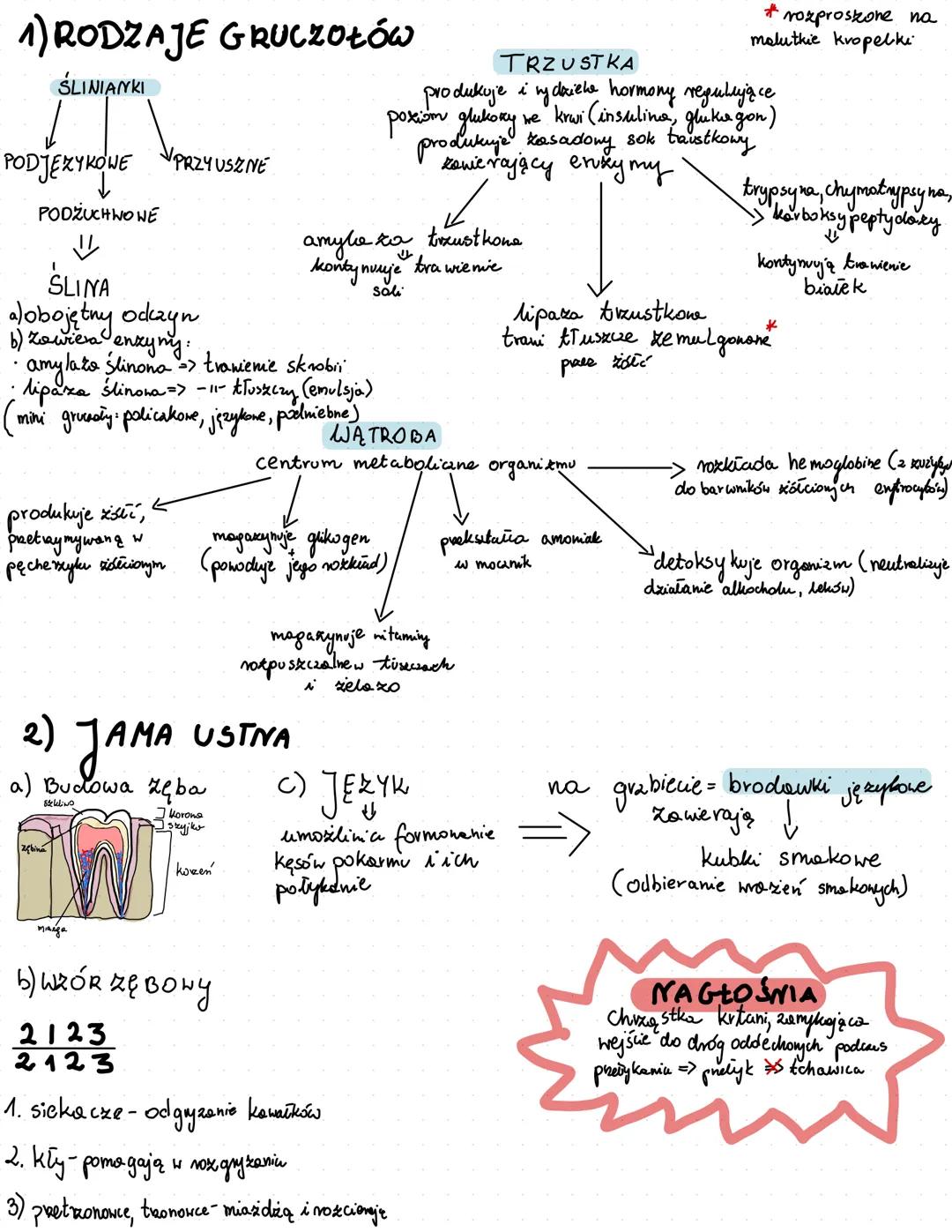 BUDOWA I FUNKCJE
UKŁADU POKARMOWEGO
jama ustna
podniebienie
języczek
język
zębów
ślinianki
podjęzykowa
podżuchwowa
przyuszna
język
przełyk
w